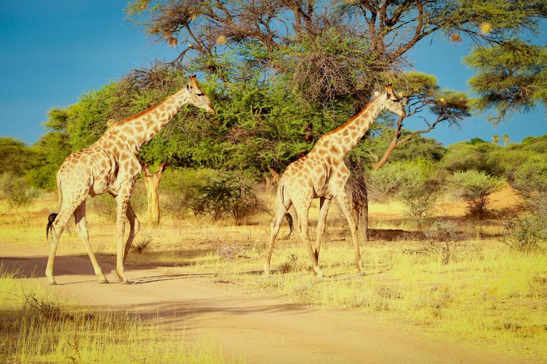 Otjiwa Safari Lodge Otjiwarongo Exteriör bild