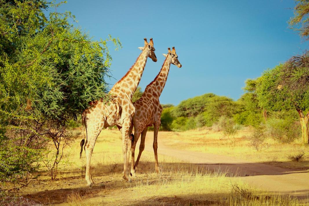 Otjiwa Safari Lodge Otjiwarongo Exteriör bild